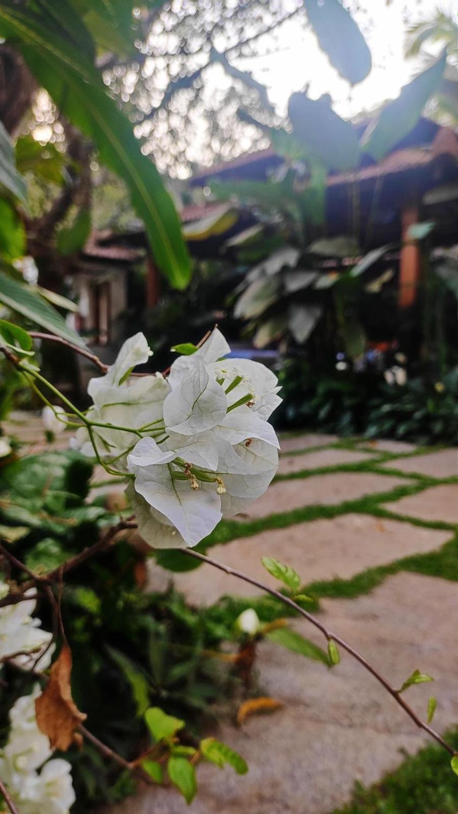 The Postcard Saligao Otel Calangute Dış mekan fotoğraf
